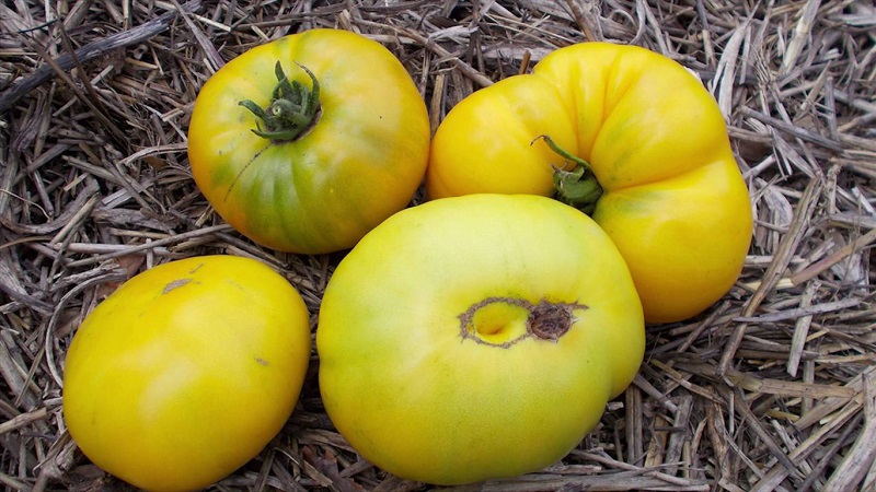 Uma variedade incrível de tomates verdes - o tomate Swamp para verdadeiros gourmets