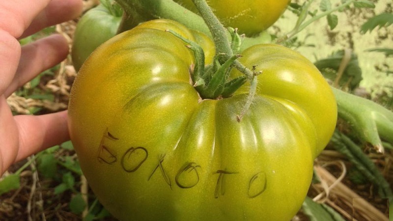 Μια καταπληκτική ποικιλία πράσινων ντοματών - η βάλτο ντομάτα για πραγματικούς γκουρμέ