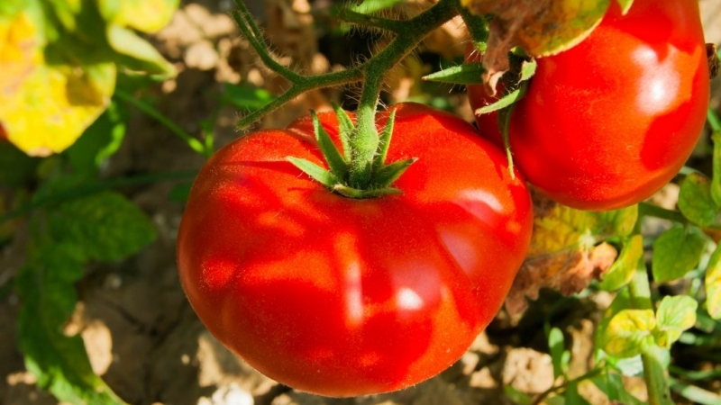 Tomate ultra-précoce, non capricieuse, sous-dimensionnée et très savoureuse Boney MM: un aperçu complet de la variété et de sa culture