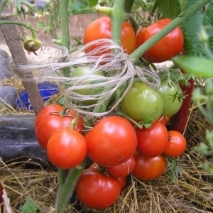 طماطم مبكرة للغاية ، غير متقلبة ، صغيرة الحجم ولذيذة للغاية Boney MM: نظرة عامة كاملة على الصنف وزراعته
