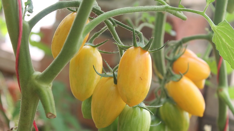 Versatile and easy to care miniature tomatoes Honey fingers: grow smartly