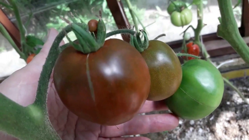 Instructions étape par étape sur la façon de cultiver une tomate Currency: description et secrets de soins appropriés