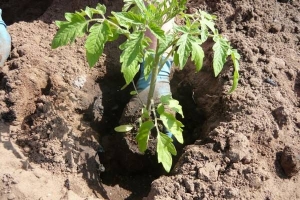 Ένα εύρημα για τους κηπουρούς - η χρυσή ντομάτα της πεθεράς: χαρακτηριστικά και περιγραφή της ποικιλίας, της καλλιέργειας και της φροντίδας