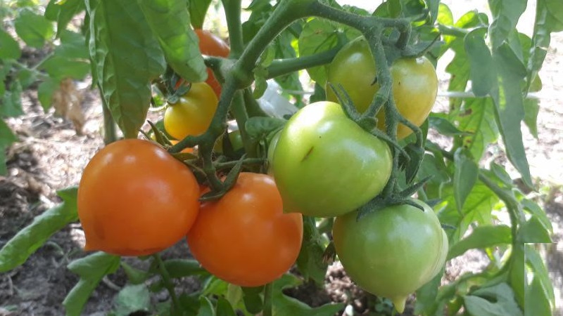 Ryškus, nepaprastai naudingas ir dievinamas vaikų pomidorų ančiukas, skirtas auginti šiltnamiuose ir atvirame lauke