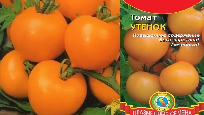 Bright, extremely useful and adored by children tomato Duckling for growing in greenhouses and in the open field