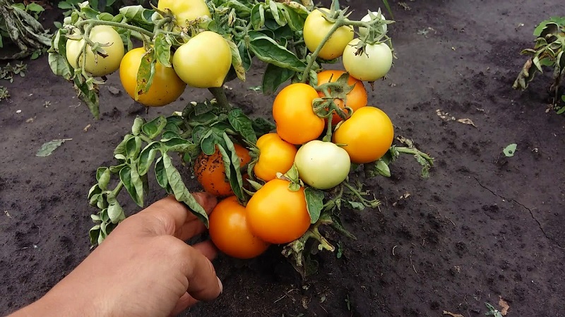 Hell, äußerst nützlich und von Kindern geliebt Tomaten Duckling für den Anbau in Gewächshäusern und auf freiem Feld