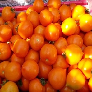 Bright, extremely useful and adored by children tomato Duckling for growing in greenhouses and in the open field