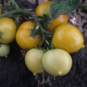 Hell, äußerst nützlich und von Kindern geliebt Tomaten Duckling für den Anbau in Gewächshäusern und auf freiem Feld