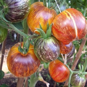 Des fruits bicolores fascinants au goût incroyable: la tomate Alice's Dream