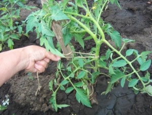 Phát hiện cho người làm vườn - cà chua mẹ vàng: đặc điểm và mô tả về giống, cách trồng và chăm sóc
