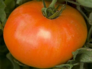 Löytäjä puutarhurit - kultainen äiti-tomaatti: lajikkeen ominaisuudet ja kuvaus, viljely ja hoito