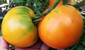 Ein Fund für Gärtner - die goldene Schwiegermutter-Tomate: Merkmale und Beschreibung der Sorte, des Anbaus und der Pflege