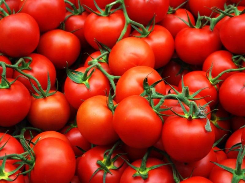 Pitäisikö minun istuttaa Betta-tomaatti tonttiini? Lajikkeen ominaisuudet ja valokuvat, kasvatuksen vivahteet