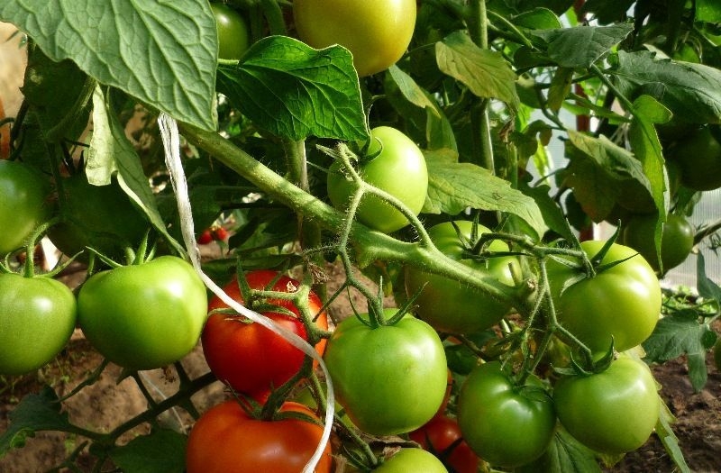 Bør jeg plante en Betta-tomat på nettstedet mitt? Kjennetegn og bilder av sorten, nyansene av å vokse
