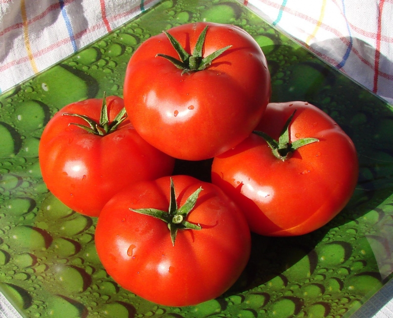 Dois-je planter une tomate Betta sur mon site? Caractéristiques et photos de la variété, les nuances de la culture