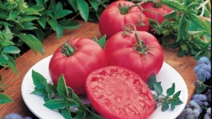 Características dos tomates Alsou: como cultivá-los com sabedoria para obter uma colheita rica e saudável