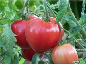 مميزات طماطم الصو: كيفية زراعتها بحكمة للحصول على محصول غني وصحي