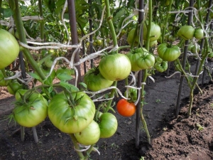 مميزات طماطم الصو: كيفية زراعتها بحكمة للحصول على محصول غني وصحي