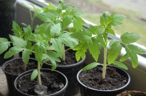 Bahçıvanlar için bir keşif - Altın kayınvalide domates: çeşitliliğin özellikleri ve tanımı, yetiştirme ve bakım
