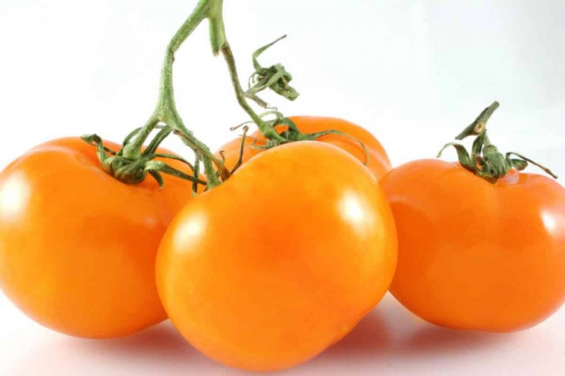 Radinys sodininkams - auksinis uošvis pomidoras: veislės ypatybės ir aprašymas, auginimas ir priežiūra