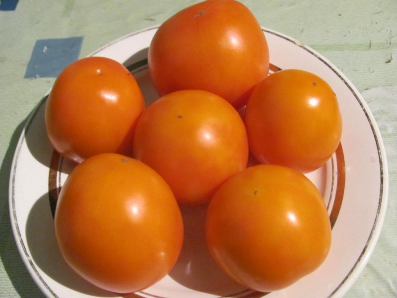 ממצא לגננים - עגבניה חמות הזהב: מאפיינים ותיאור של מגוון, גידול וטיפול