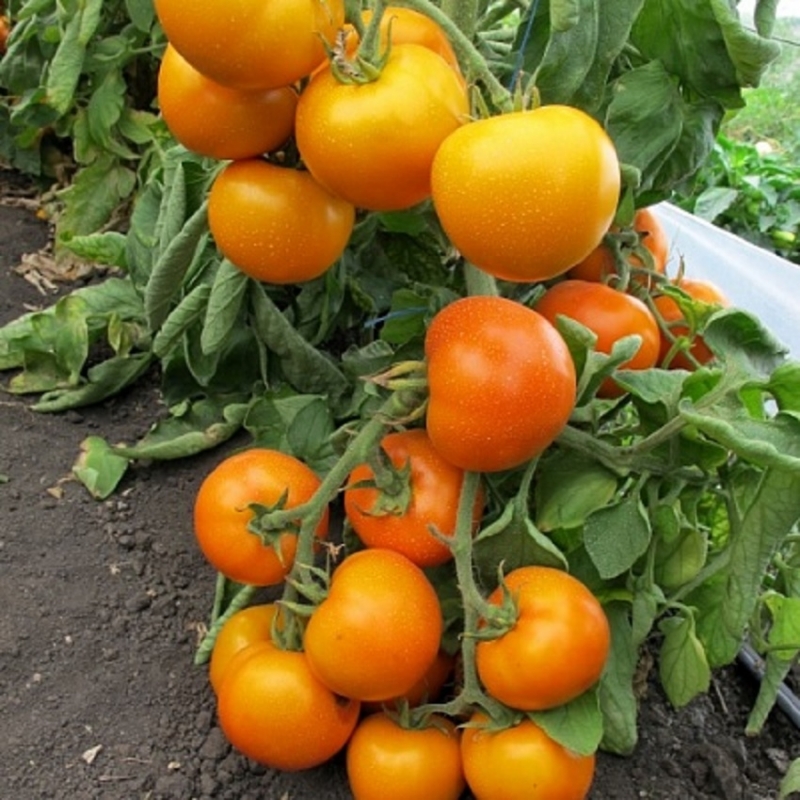 Radinys sodininkams - auksinis uošvis pomidoras: veislės ypatybės ir aprašymas, auginimas ir priežiūra