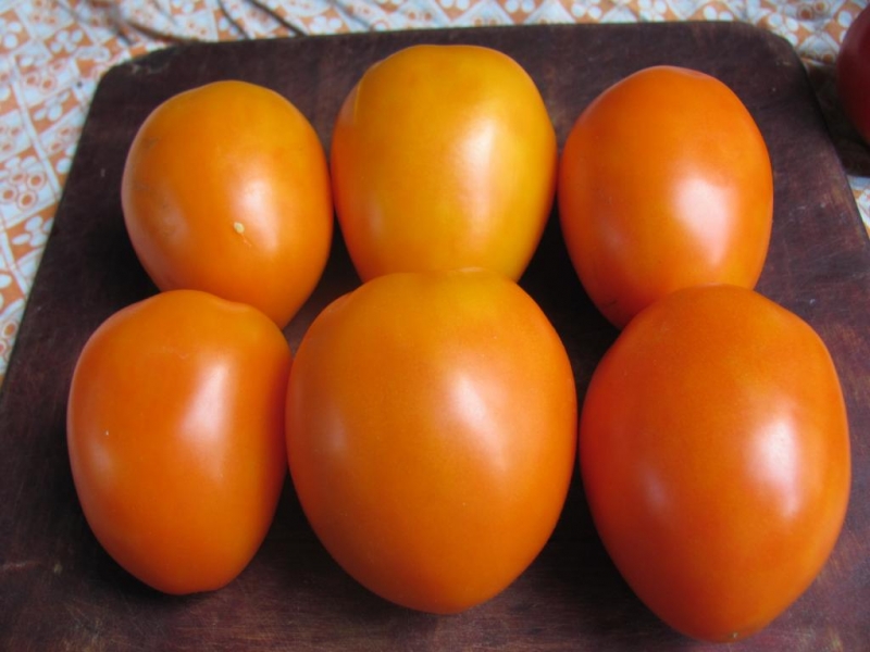 Een vondst voor tuinders - de gouden schoonmoeder-tomaat: kenmerken en beschrijving van de variëteit, groei en verzorging