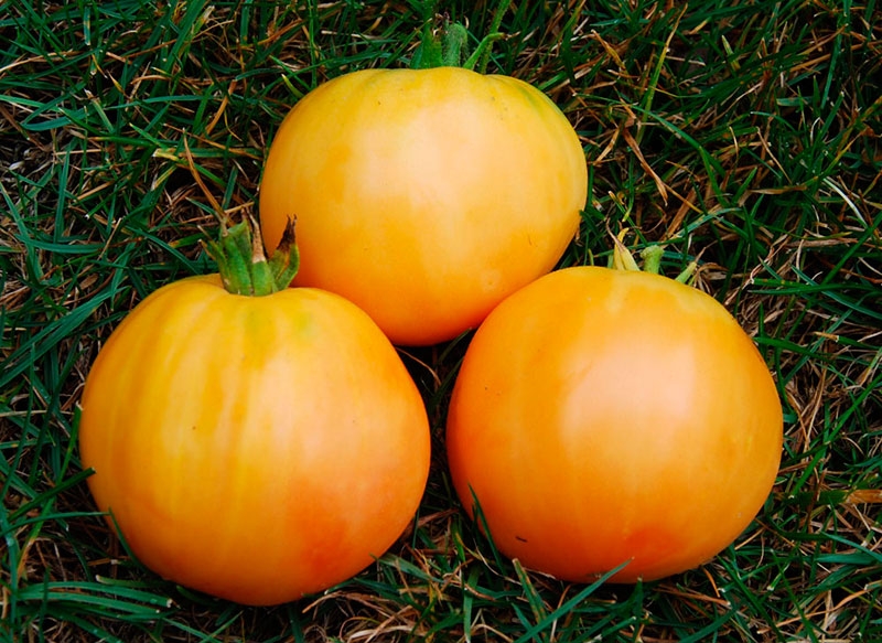 Een vondst voor tuinders - de gouden schoonmoeder-tomaat: kenmerken en beschrijving van de variëteit, groei en verzorging