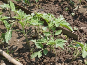 Soll ich eine Betta-Tomate auf meiner Website pflanzen? Eigenschaften und Fotos der Sorte, die Nuancen des Wachstums