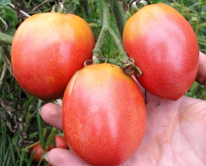 Frühreife Tomaten für Säfte, Salate und Konservierung Fatima - Eigenschaften und Beschreibung der Sorte
