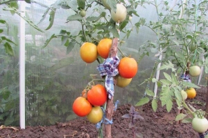 ממצא לגננים - עגבניה חמות הזהב: מאפיינים ותיאור של מגוון, גידול וטיפול
