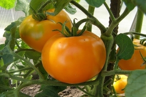 O descoperire pentru grădinari - tomata soacrei de aur: caracteristicile și descrierea soiului, în creștere și îngrijire