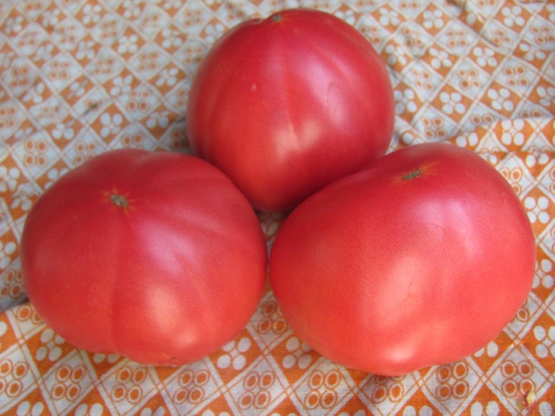 Características dos tomates Alsou: como cultivá-los com sabedoria para obter uma colheita rica e saudável