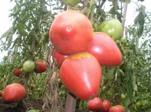 Early ripe tomatoes for juices, salads and preservation Fatima - characteristics and description of the variety