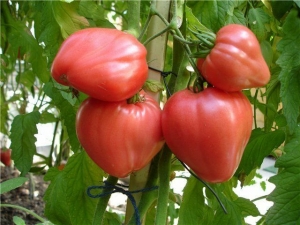 Tomates maduros tempranos para jugos, ensaladas y conservación Fátima - características y descripción de la variedad