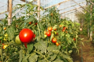 ¿Debería plantar un tomate Betta en mi parcela? Características y fotos de la variedad, los matices del cultivo.