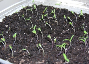 ¿Debería plantar un tomate Betta en mi sitio? Características y fotos de la variedad, los matices del cultivo.