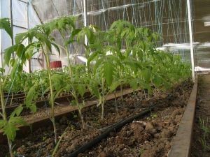 Cà chua chín sớm để làm nước ép, salad và bảo quản Fatima - đặc điểm và mô tả của giống