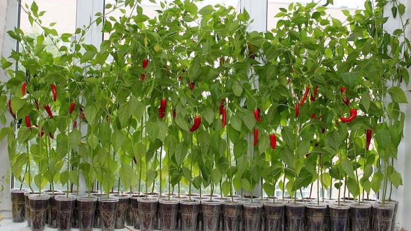 So züchten Sie Chilischoten zu Hause auf einer Fensterbank: Schritt-für-Schritt-Anleitungen und Geheimnisse erfahrener Landwirte
