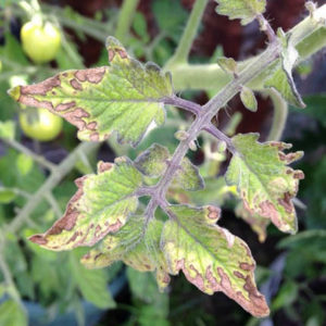 Yaz sakinleri için ortak bir sorun: domateslerin üzerindeki yapraklar sararır - ne yapmalı ve nasıl önlenmeli?