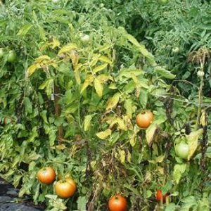 Yaz sakinleri için ortak bir sorun: domateslerin üzerindeki yapraklar sararır - ne yapmalı ve nasıl önlenmeli?