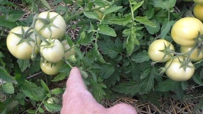 We get acquainted with the tomato Irishka F1 and try to grow it on our site