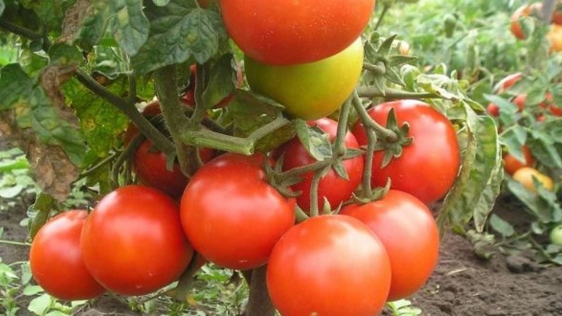 Conhecemos o tomate Irishka F1 e tentamos cultivá-lo em nosso site