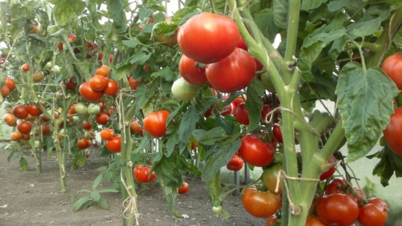 Mes susipažinome su pomidoru Irishka F1 ir bandome jį auginti savo svetainėje