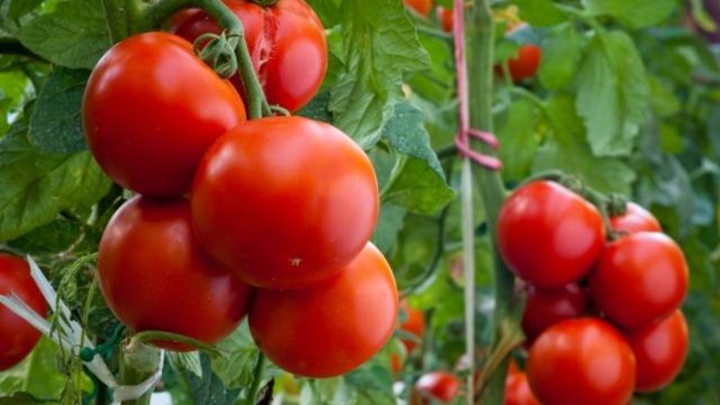 Wir lernen die Tomate Irishka F1 kennen und versuchen sie auf unserer Seite anzubauen