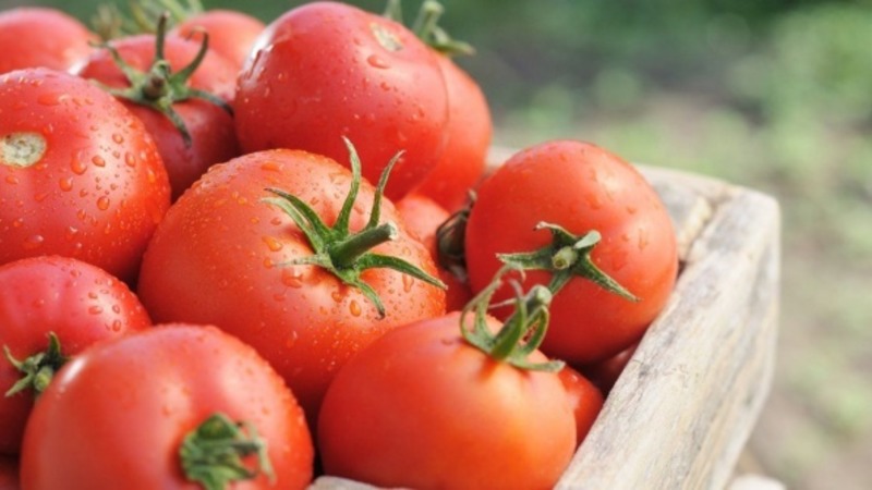 We maken kennis met de tomaat Irishka F1 en proberen deze op onze site te kweken