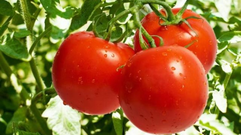 Wir lernen die Tomate Irishka F1 kennen und versuchen sie auf unserer Seite anzubauen