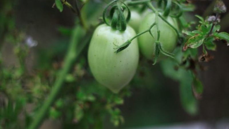 Krankheitsresistente und pflegeleichte Tomate Pink Stella: Bewertungen, Fotos und Geheimnisse einer reichlichen Ernte