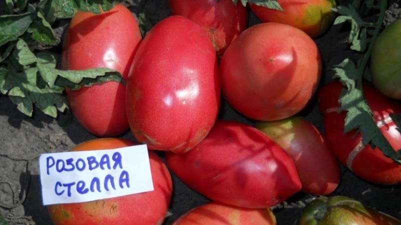Tautiresistentti ja helppohoitoinen tomaatti Pink Stella: arvosteluja, valokuvia ja salaisuuksia runsassatoa varten