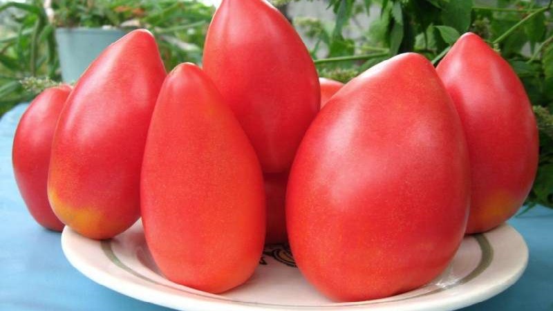 Ντομάτα ανθεκτική στις ασθένειες και εύκολη φροντίδα Pink Stella: σχόλια, φωτογραφίες και μυστικά για μια πλούσια συγκομιδή